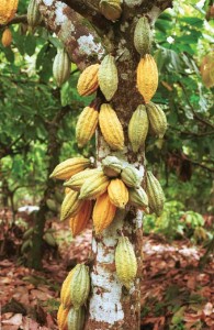 Cocoa-tree-1