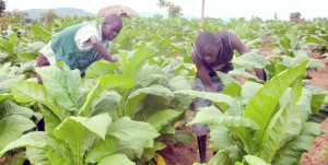 Tobacco farming. Photo: coutersy www.ventures-africa.com