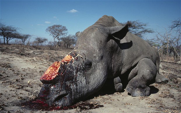 Poached rhino