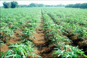 A cassava plantation in Rivers State, Nigeria. Photo credit: gopixpic.com