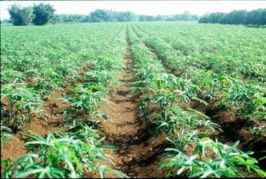 Cassava plantation