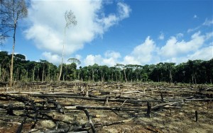 One of the projects is designed to takle deforestation. Photo credit: telegraph.co.uk