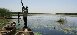 A wetland