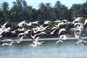 Migratory birds