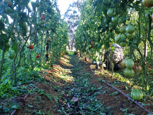 A tomato farm