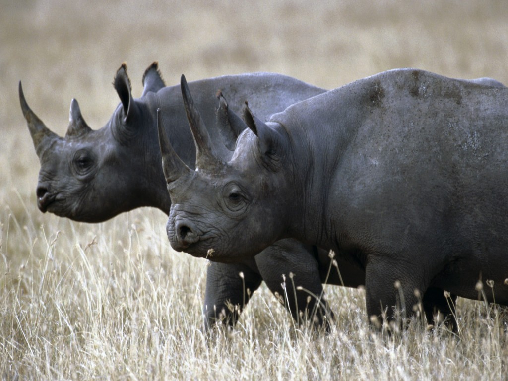 Rhino