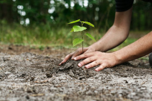 Tree planting