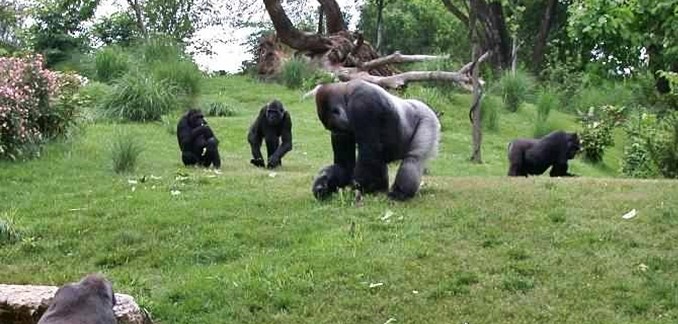 A zoo habouring gorillas