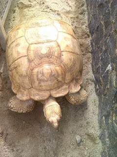 The 135-year-old tortoise