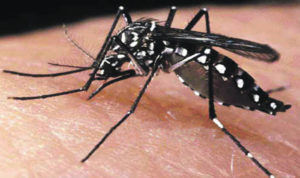 Aedes-aegypti