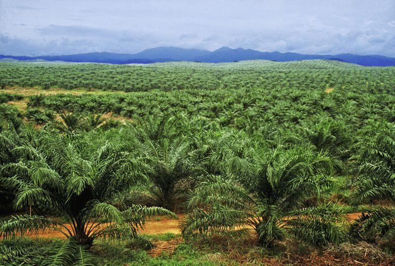 Palm oil plantation