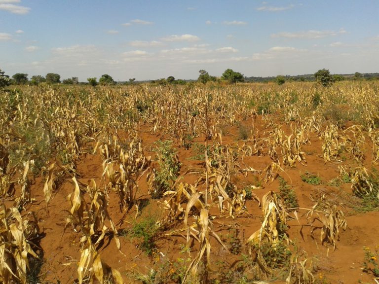 Drought: Malawi to receive $8m insurance payout