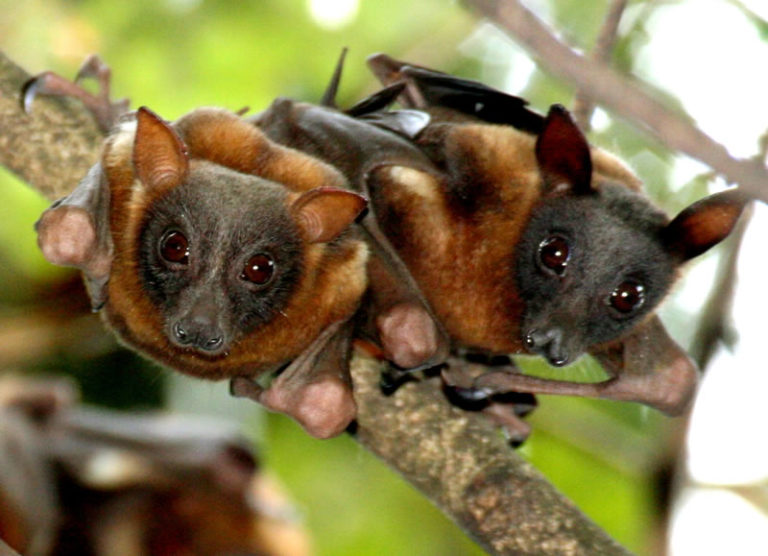 Conservationists flay Mauritius’ planned massacre of flying foxes