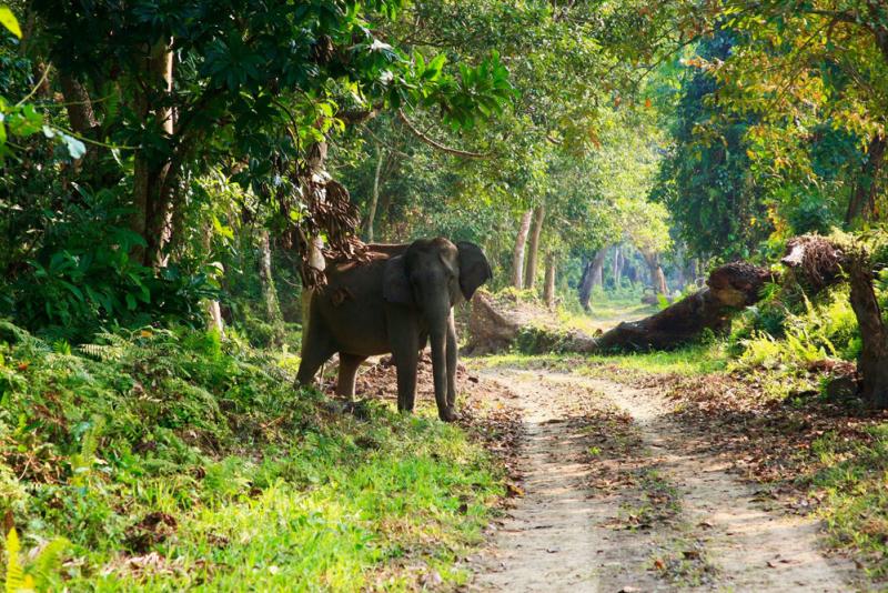 Gashaka-Gumti National Park 1