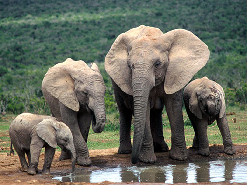 Sumatran elephants