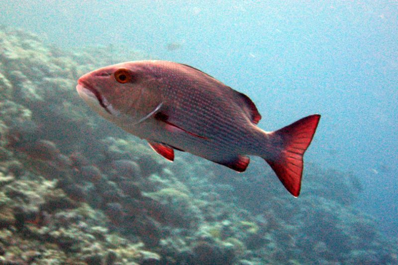 red snapper