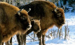 Wild bison Białowieża