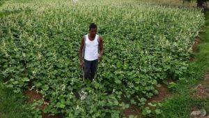 Indian farmer