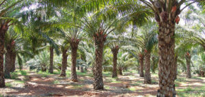 Oil palm plantation