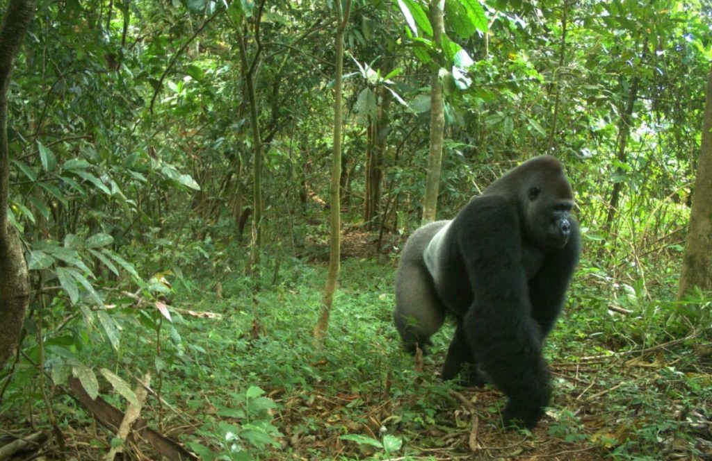 Cross River gorilla