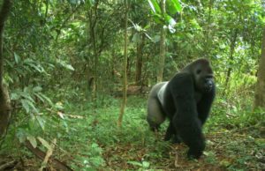 Cross River gorilla