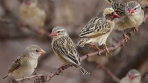 Quelea birds