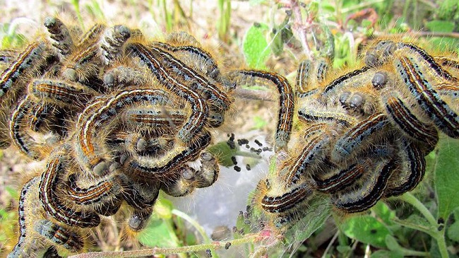 Armyworm