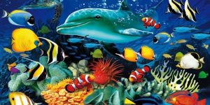 Marine wildlife