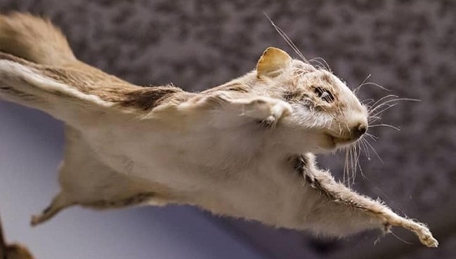 Flying squirrel