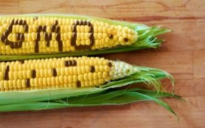 Genetically modified maize