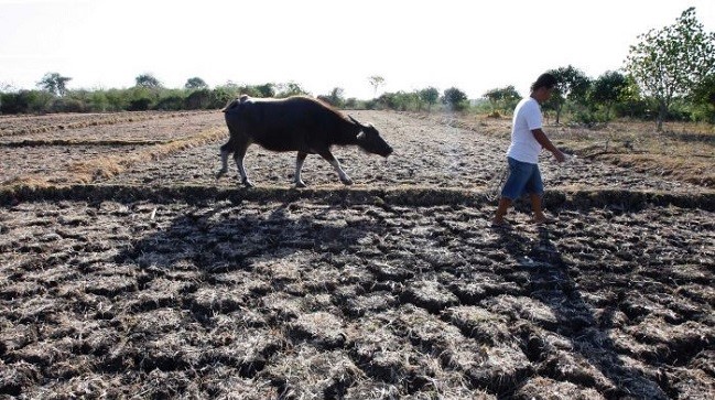 El Niño drought