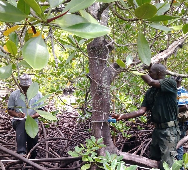 Mkoko Pamoja