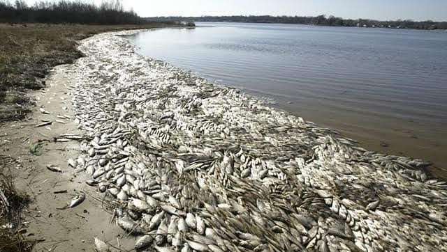 Dead Fishes