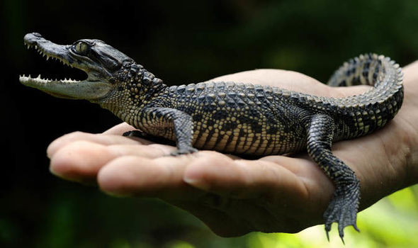 Baby crocodile