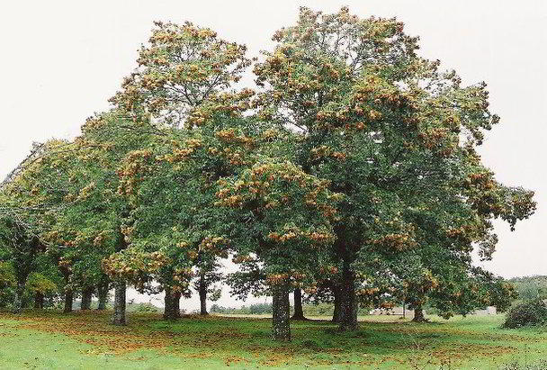 Chestnuts trees