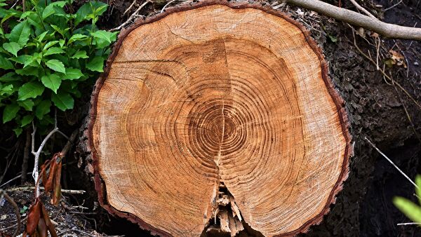 Tree ring analysis