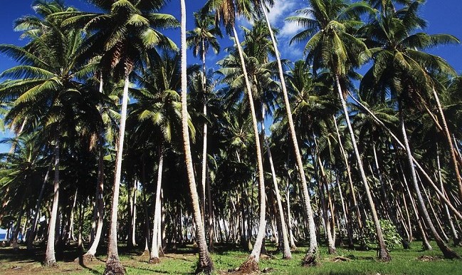 Coconut trees