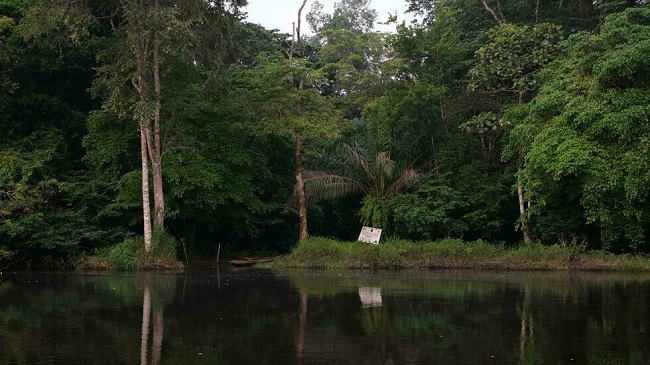 Salonga National Park