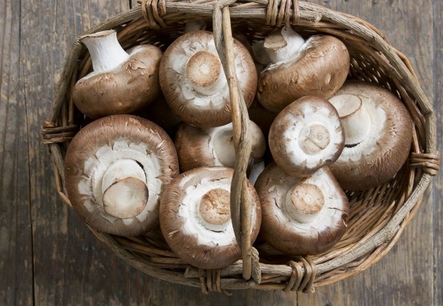 Edible mushrooms