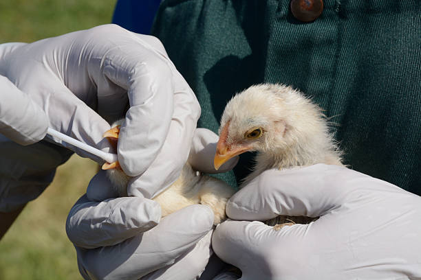 Avian influenza