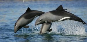 Small cetaceans