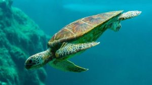 Green turtle