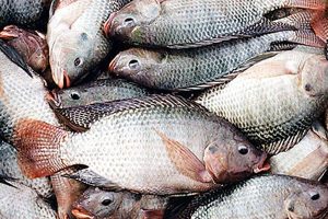 Tilapia fish