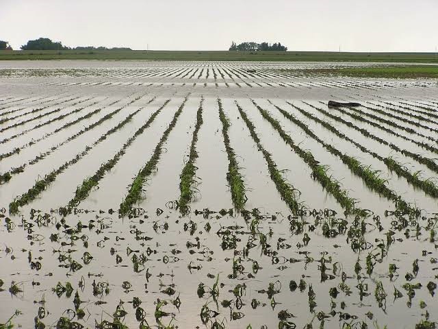 Flooded farmland