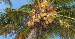 Coconut tree