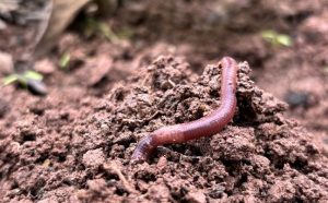 Earthworms