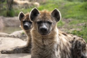 Hyenas