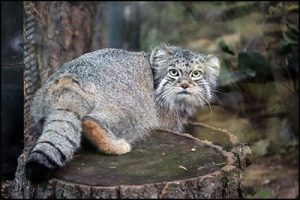 Pallas Cat