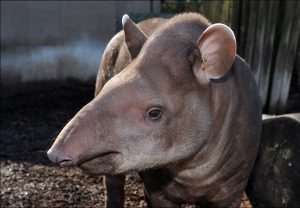 Tapir