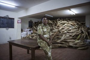 Ivory stockpile